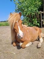 🔹️EH's Rockstar🔹️ Mini Hengst met Groot Karakter!, Dieren en Toebehoren, Pony's, Gechipt, 0 tot 2 jaar, Hengst, A pony (tot 1.17m)