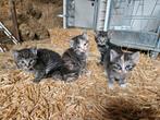 Kittens, Ophalen, Nieuw