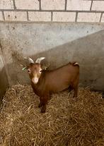 Camel dwerggeit bokje, Mannelijk, Geit, 0 tot 2 jaar