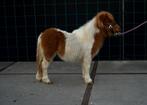 Vosbont shetland merrie veulen, Dieren en Toebehoren, Pony's, Merrie, Niet van toepassing, A pony (tot 1.17m), Gechipt