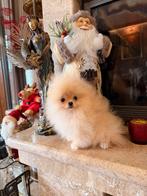 Super mini pomeriaan, Dieren en Toebehoren, Rabiës (hondsdolheid), Overige rassen, 8 tot 15 weken, Buitenland