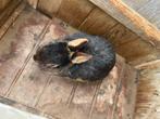 Konijn te ruil, Dieren en Toebehoren, Wandelende tak