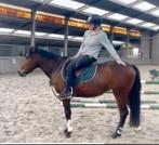 Zeer chique allround eyecatcher !!, Dieren en Toebehoren, Pony's, Merrie, B, Springpony, 3 tot 6 jaar