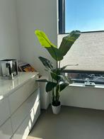 Kunstplant Strelitzia Nicolai (Paradijsvogelplant), Overige soorten, In pot, 150 tot 200 cm, Groene kamerplant