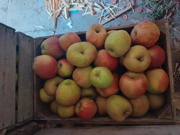 oud hollandse appelrassen biologisch uit eigen boomgaard  beschikbaar voor biedingen