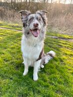 100% Border Collie Dekreu, Rabiës (hondsdolheid), Reu, 1 tot 2 jaar, Collie