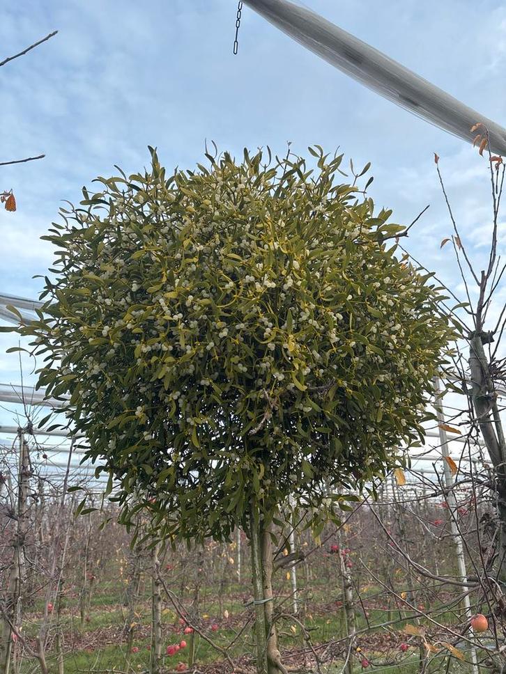 Mooie Mistletoe Bolboom / appelboom, Tuin en Terras, Planten | Bomen, Bolboom, 250 tot 400 cm, Halfschaduw, Lente, Ophalen