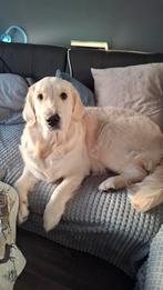 Honden uitlaat/opasser, Nederland, Handelaar, 1 tot 2 jaar, Meerdere