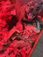 Franse bulldog puppys, Dieren en Toebehoren, HCC (leverziekte), 8 tot 15 weken, Bulldog, Meerdere