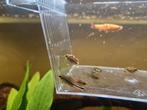 Div vissen te koop ivm stoppen met aquarium, Dieren en Toebehoren, Vissen | Aquariumvissen, Vis, Zoetwatervis, Schoolvis