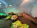 Schildpadden inclusief huisje, Dieren en Toebehoren, Schildpad