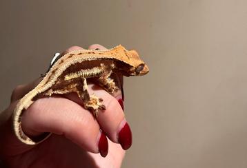 Wimpergekko lilly white pv beschikbaar voor biedingen