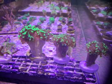 Hamerkoraal Bicolor(toxic splatter) Euphyllia stekjes beschikbaar voor biedingen