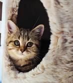 Britse korthaar kittens, Dieren en Toebehoren, Katten en Kittens | Raskatten | Korthaar, Meerdere dieren