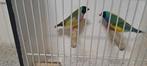 Koppel Gould amadines, Meerdere dieren, Tropenvogel