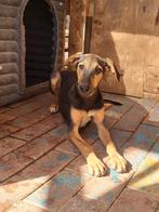 Martha 6 maanden, verblijft op Cyprus, Dieren en Toebehoren, Rabiës (hondsdolheid), 15 weken tot 1 jaar, Handelaar, Buitenland