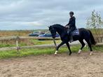 Lieve ruin zoekt nieuw thuis, Dieren en Toebehoren, Paarden, Ruin, 3 tot 6 jaar