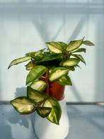 Hoya carnosa Tricolor P12, Huis en Inrichting, Kamerplanten, Ophalen of Verzenden, Overige soorten, Minder dan 100 cm