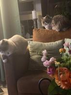 Ragdoll - Sheela, Dieren en Toebehoren, Katten en Kittens | Raskatten | Langhaar, Poes, 0 tot 2 jaar