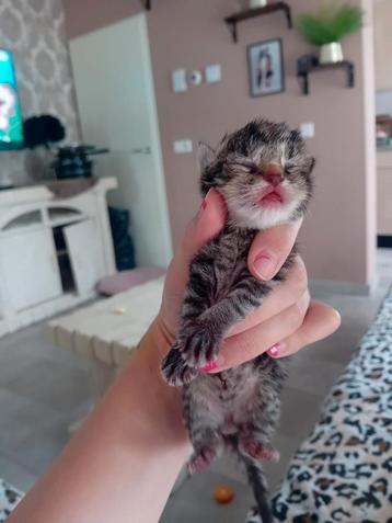 Kittens beschikbaar voor biedingen