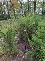 taxus baccata, Tuin en Terras, Planten | Struiken en Hagen, Ophalen, Taxus, Haag, 100 tot 250 cm