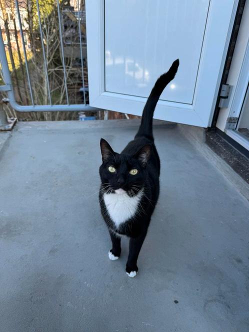 Lieve kat te koop, Dieren en Toebehoren, Katten en Kittens | Overige Katten, Kater