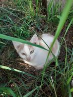Boerderij kittens, Dieren en Toebehoren, Katten en Kittens | Overige Katten, Meerdere dieren, 0 tot 2 jaar