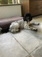 dekreu  Quinn 100% Australian labradoodle met papieren, Dieren en Toebehoren, Nederland, Reu, CDV (hondenziekte), Meerdere