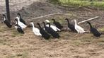 witte en zwarte loopeenden., Dieren en Toebehoren, Vogels | Overige Vogels, Meerdere dieren, Wildzangvogel, Tam