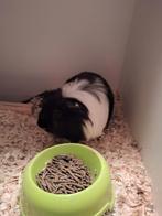 2 lieve Cavia beertjes, April, Mannelijk, Cavia