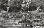 Hinde van Edelhert met Kalf., Verzamelen, Ansichtkaarten | Dieren, Wild dier, Gelopen, 1960 tot 1980, Verzenden