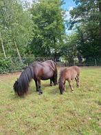 Shetland pony  met veulen., Dieren en Toebehoren, Pony's, Merrie, Niet van toepassing, A pony (tot 1.17m), 7 tot 10 jaar