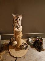 Super mooie half Britse kittens te koop!, Dieren en Toebehoren, Katten en Kittens | Overige Katten, Meerdere dieren, Kortharig