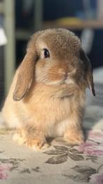 Knappe Minilop voedster 9 maanden oud, Dieren en Toebehoren, Konijnen, Vrouwelijk, Dwerg