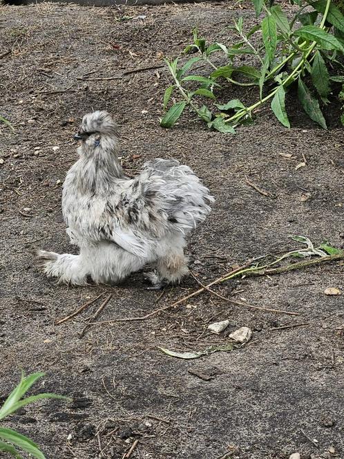 Zijdehoen Haan Splash Prachtige Tamme en Unieke Verschijning, Dieren en Toebehoren, Pluimvee, Kip, Mannelijk