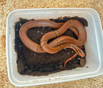 1.1 Oreocryptophis pulchra / pulcher 2024 beschikbaar voor biedingen