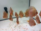 Discusvissen living color waterworld, Dieren en Toebehoren, Vissen | Aquariumvissen, Vis