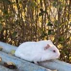 Superknap wit cavia beertje, pas enkele weekjes jong!, Cavia, Mannelijk, November, Tam