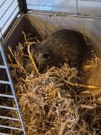 Gratis twee reu cavia's met grote kooi en toebehoren, Kooi, 75 tot 110 cm, Cavia, Ophalen