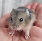 Jonge dwerghamsters handtam en kinderen gewend, Hamster, Meerdere dieren, Tam, Oktober