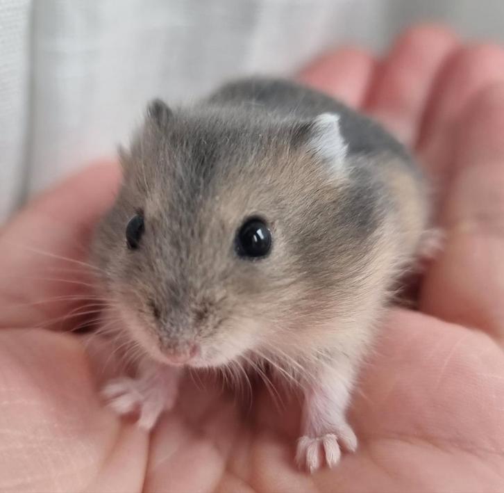 Jonge dwerghamsters handtam en kinderen gewend, Dieren en Toebehoren, Knaagdieren, Meerdere dieren, Hamster, Oktober, Tam