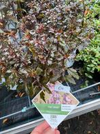 Physocarpus verschillende soorten mooi rood blad, Ophalen, Eenjarig, Overige soorten, Volle zon