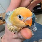 Agapornis fischeri opaline, Geslacht onbekend, Dwergpapegaai of Agapornis, Geringd