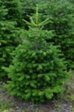 Nordman kerstbomen in Pot 060-130 cm., Tuin en Terras, Planten | Bomen, Overige soorten, Zomer, Ophalen, Volle zon