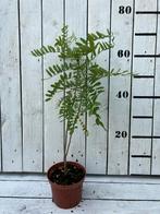 Amorpha, Ophalen of Verzenden, Minder dan 100 cm