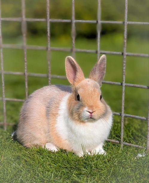 Schattige jonge dwerg konijntjes mogen het nestje verlaten, Dieren en Toebehoren, Konijnen, Dwerg, Meerdere dieren, 0 tot 2 jaar