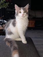 4 main coon poesjes, Dieren en Toebehoren, Poes, Gechipt, 0 tot 2 jaar
