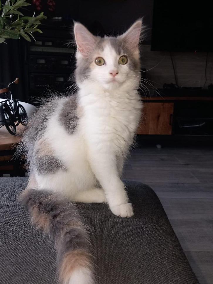 4 main coon poesjes, Dieren en Toebehoren, Katten en Kittens | Raskatten | Langhaar, Poes, 0 tot 2 jaar, Gechipt, Ontwormd, Ingeënt
