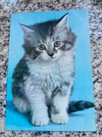 Diversen Poezen ansichtkaarten., Verzamelen, Ansichtkaarten | Dieren, Ophalen of Verzenden, 1940 tot 1960, Hond of Kat