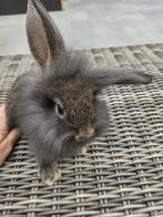 Jong konijntje, kruising Vlaamse reus, Dieren en Toebehoren, Konijnen, Mannelijk, Groot, 0 tot 2 jaar